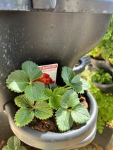 Hydroponic Nutrient