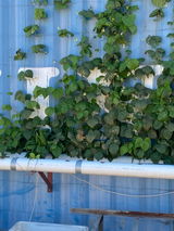 Hydroponic Nutrient