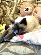 The Goodenough Family - and of Course - Skye the Cat. review photo