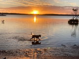 Sam the dog review photo