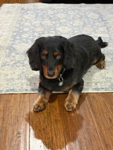 Robyn Kips owner review photo