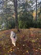 Kaija review photo