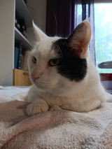 Henriikka L. review photo