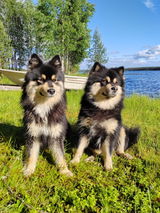 Nimetön review photo
