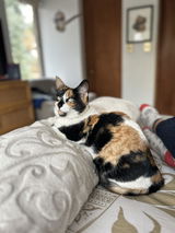 Fabiola review photo