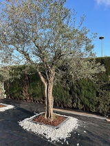 Josep S. review photo