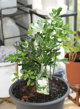 hien t. review photo