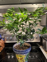 Meyer Lemon Indoor Citrus Tree