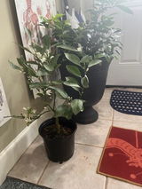 Satsuma Mandarin Tree Grafted