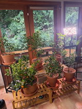 Kumquat (Grafted), Indoor Outdoor Citrus Tree