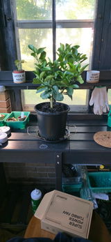 Ponderosa Lemon Tree. Indoor Citrus Tree | Giant Lemons