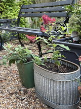 Sophie L. review photo