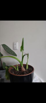 Pamela Ortiz Caceres review photo