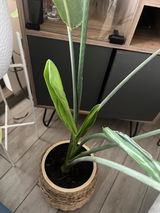 Alexandra Valladares review photo