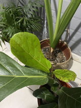 Claudia Abarca Olivos review photo