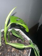 Mauricio review photo