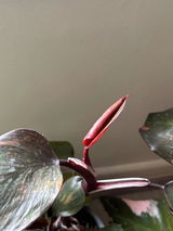 Catalina Palazuelos review photo