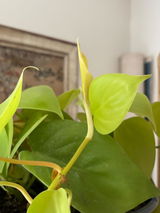 Catalina Palazuelos review photo