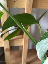 Catalina Palazuelos review photo