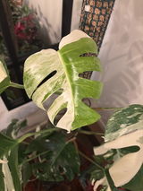 Catalina Palazuelos review photo