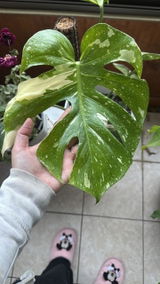 Gianinna review photo