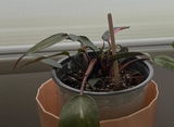 Marisol BS review photo