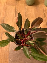 Marisol BS review photo