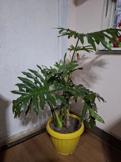 Review picture
