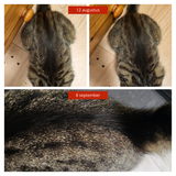 Sjoukje review photo