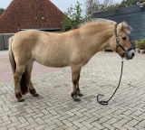 caressa_demmer review photo