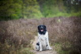 Coby review photo