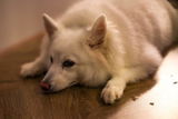 Gennaro Sawayn review photo