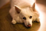 Gennaro Sawayn review photo