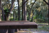 Canis review photo