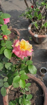 Minakshi review photo
