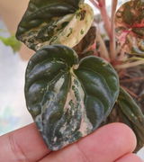 Valeria review photo