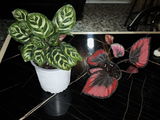 Gregory Cardenas review photo