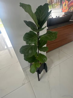 Review picture