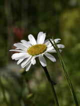 Ricarda review photo