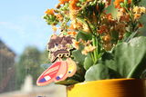 zoe s. review photo