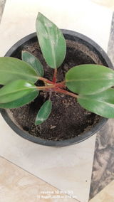 Samita review photo