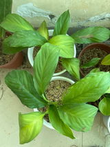Navin review photo