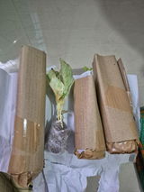 Nane Tamut review photo