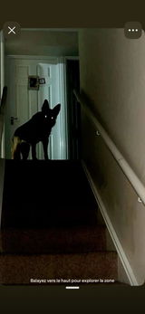Rembourse moi mon chien review photo