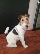 G Padding review photo
