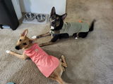 Steven Melin review photo
