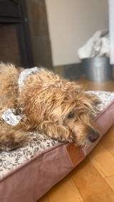 Brittany review photo