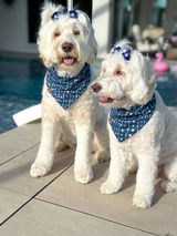 Zoey & Coco xoxo review photo