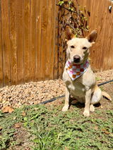 Jade | @ColoradoCowCrew review photo