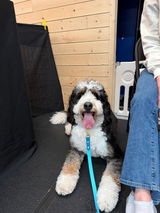 Two-Tone Biothane Dog Leash